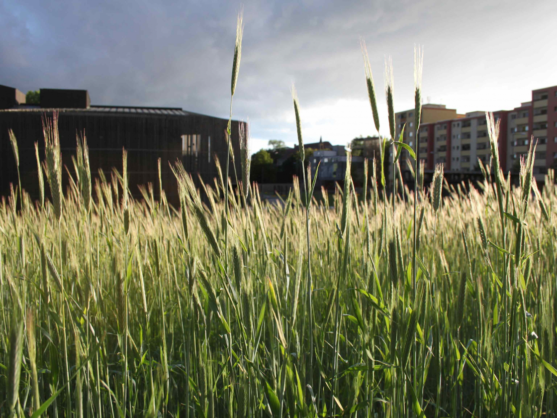 Roggenfeld und Kapelle der Versöhnung