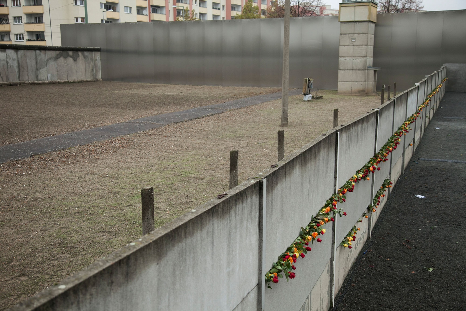 Rosen in der Hinterlandmauer
